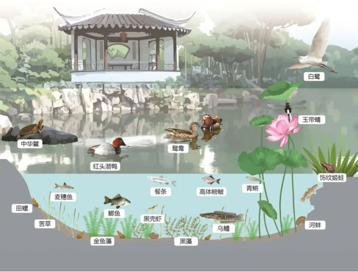 《人民日报》点赞苏州生态智慧！揭秘园林里的诗意生态美学