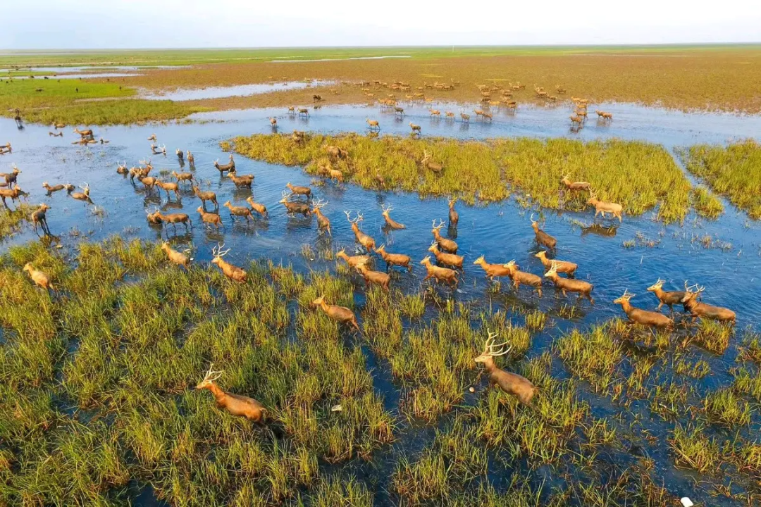 盐城麋鹿远行奇遇记