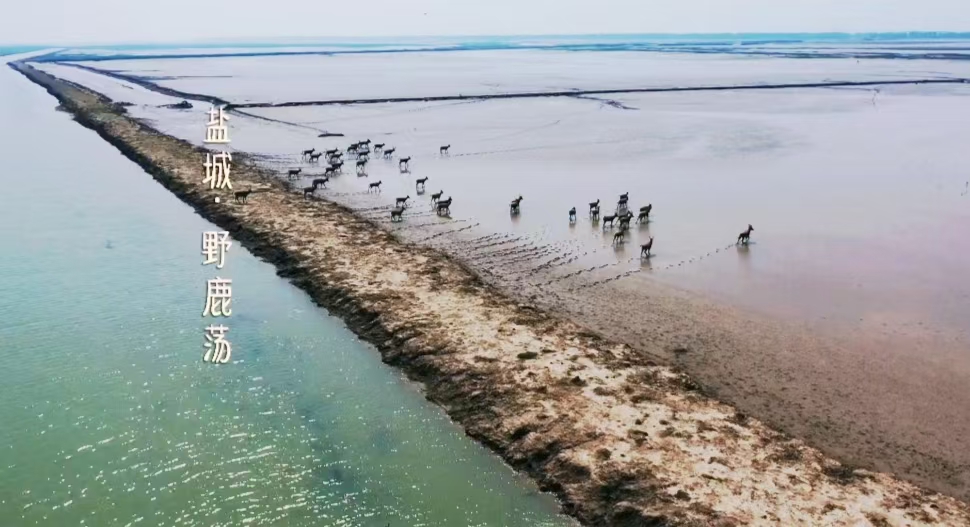 呦呦鹿鸣（散文）